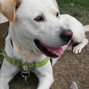 Meet your Posher, Susie